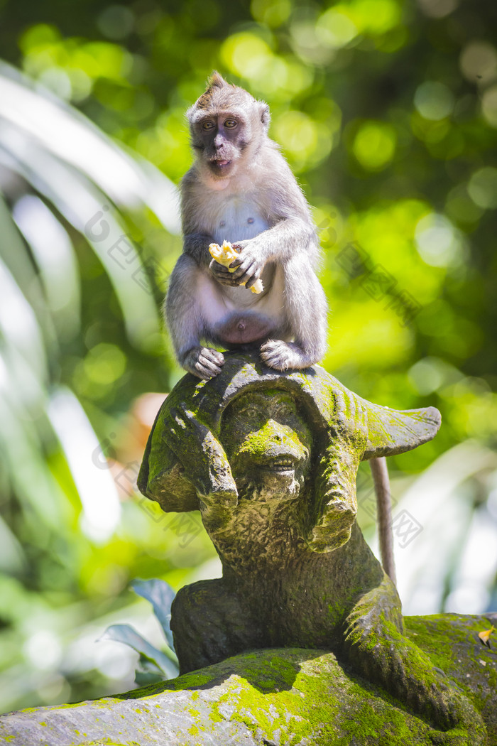 坐石像上的动物猴子