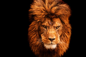 黑色<strong>风格</strong>一只狮子摄影图
