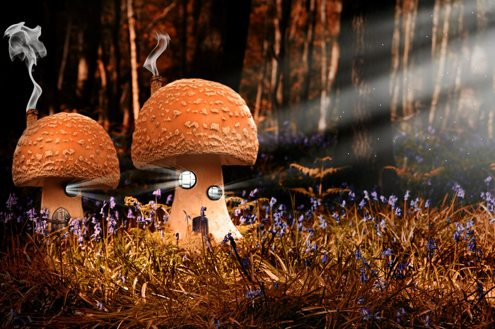 暗色树林中的蘑菇摄影图