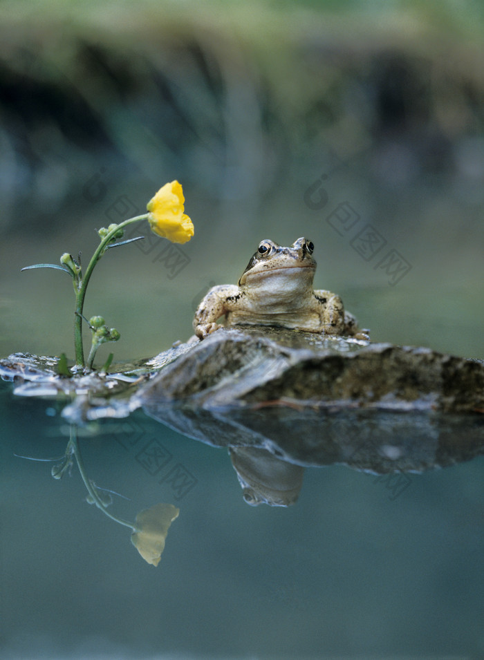池塘里的一只小青蛙