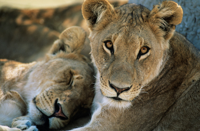 休息的动物狮子摄影图