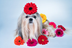 美丽的花卉和宠物狗