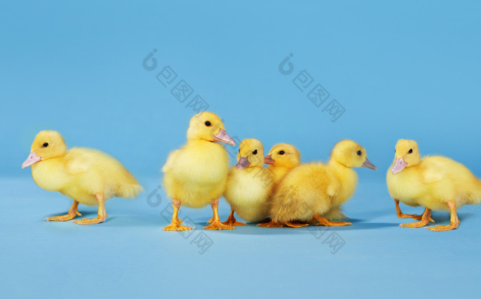 一群可爱的小鸡摄影图