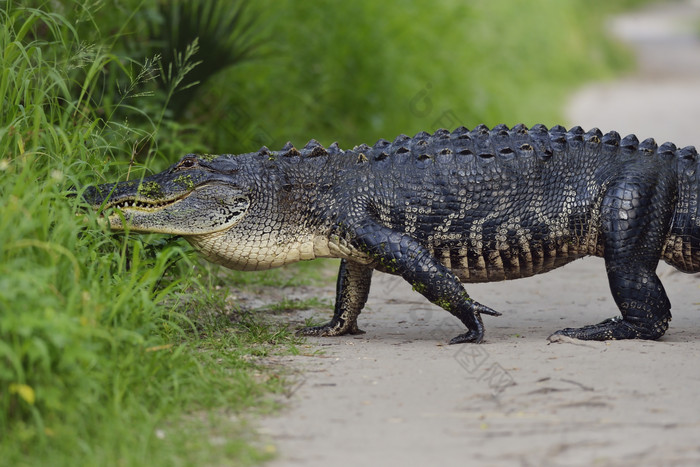 暗色调走路的鳄鱼