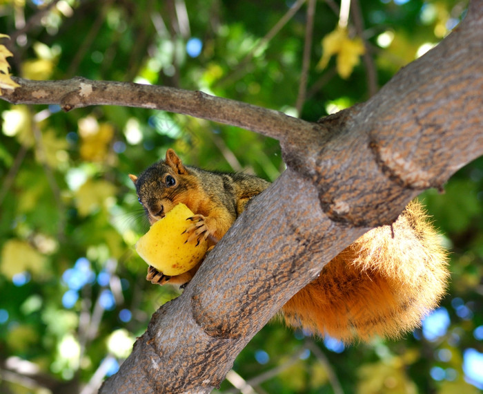 简约树上的松鼠摄影图