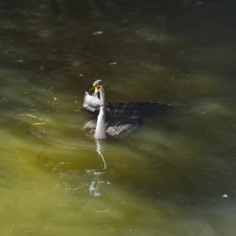 绿色水中的水鸟摄影图