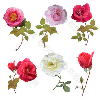 玫瑰花卉植物摄影图