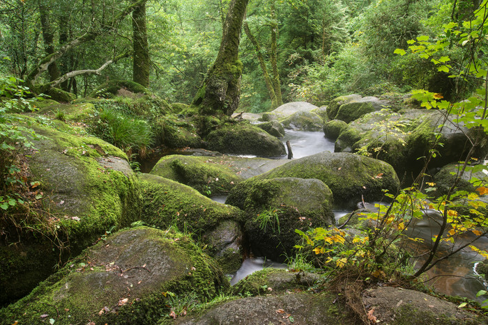 森林中青苔石头风景