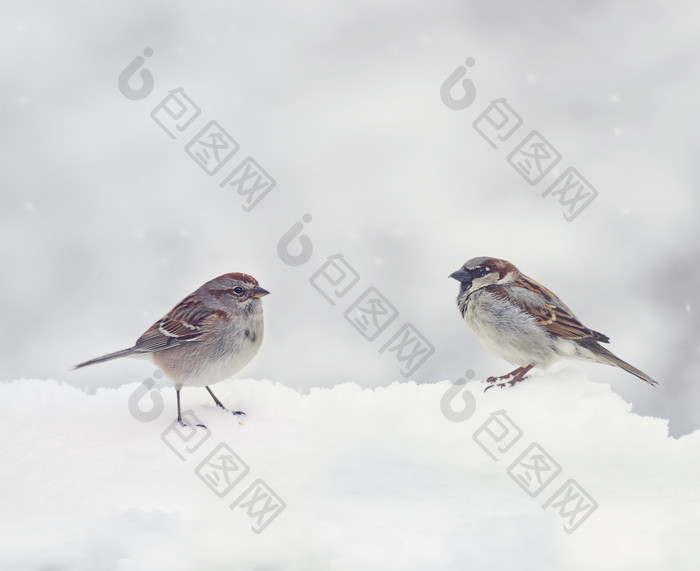 冬天里的小麻雀摄影图