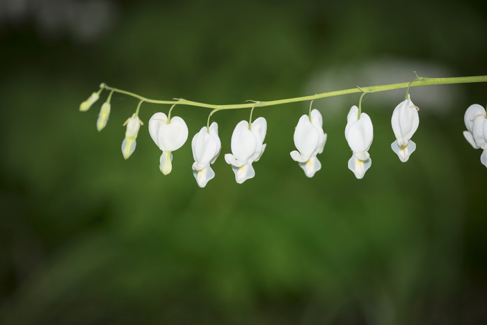 花枝上的白色小花摄影图