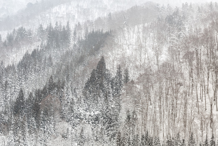 冬天森林山坡摄影图