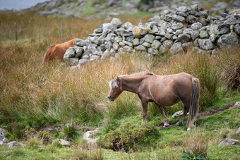 山中吃草的野马摄影图