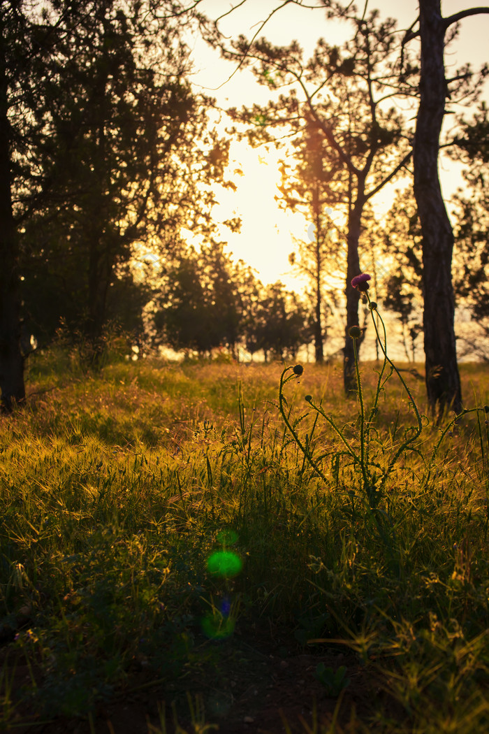 黄昏下的树林摄影图