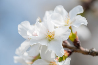 盛开的白色<strong>杏花</strong>花朵摄影图
