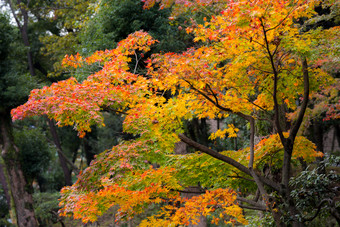 秋季黄色风景树树木