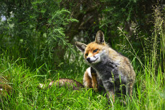 草地上挠痒的狐狸