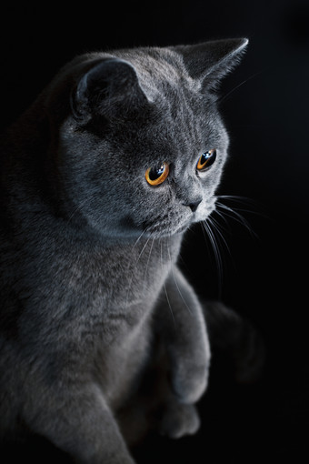 暗色调短毛猫摄影图