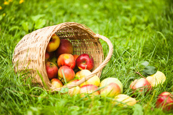 草地上篮子里的水果
