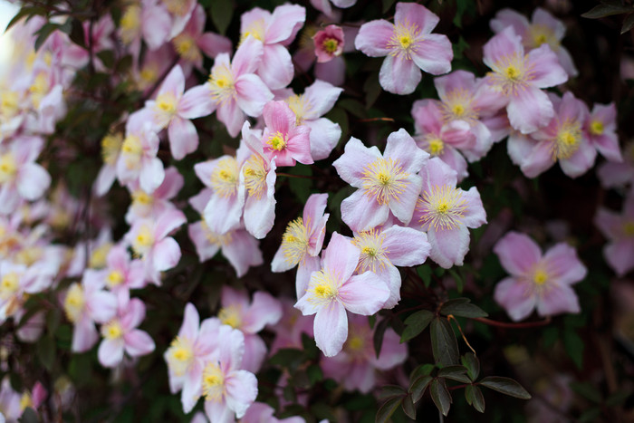 盛开的粉色小花摄影图