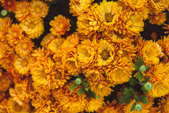 清新黄色的花朵摄影图
