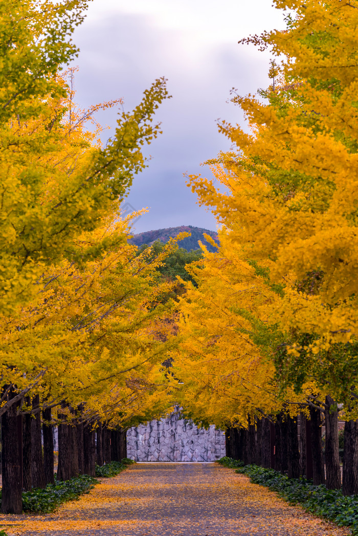 秋天秋季成熟期玩耍