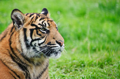 简约草地中的大老虎摄影图