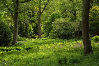 绿色调漂亮的树林美景摄影图