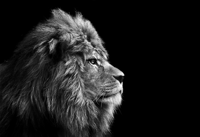 黑色风格一头狮子摄影图