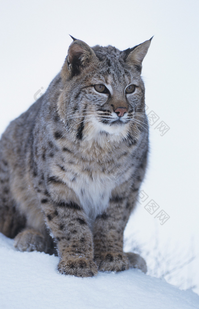 雪地上的野猫摄影图