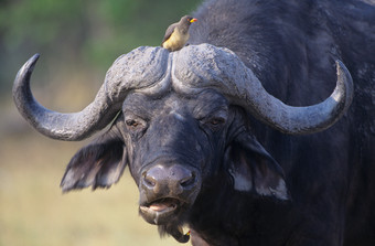 黑色水牛动物摄影图