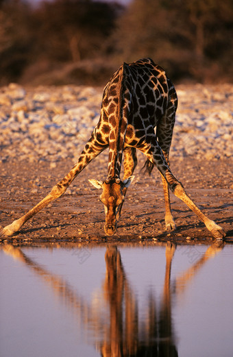 深色调<strong>喝水的</strong>长颈鹿摄影图
