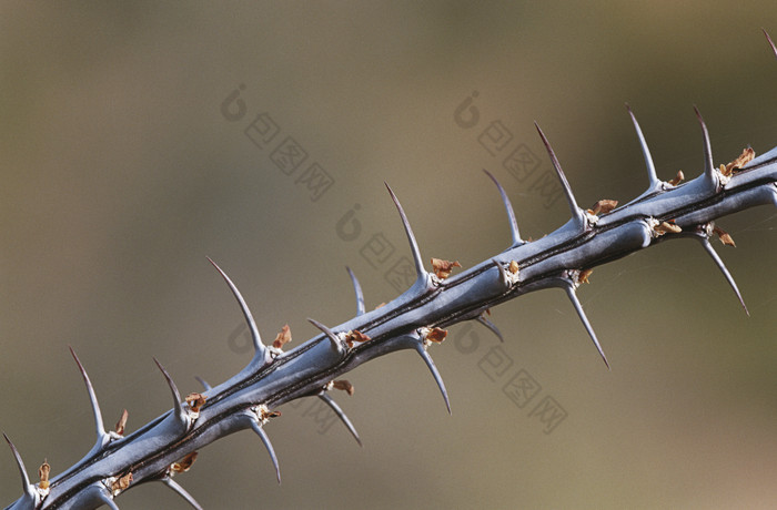 暗色调带刺的树枝摄影图