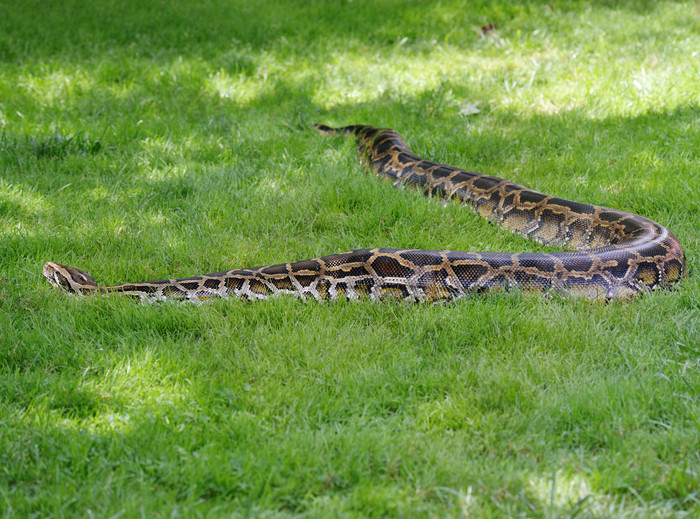 绿色调草地中的蛇摄影图