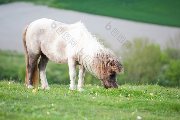 低头吃草的野马摄影图
