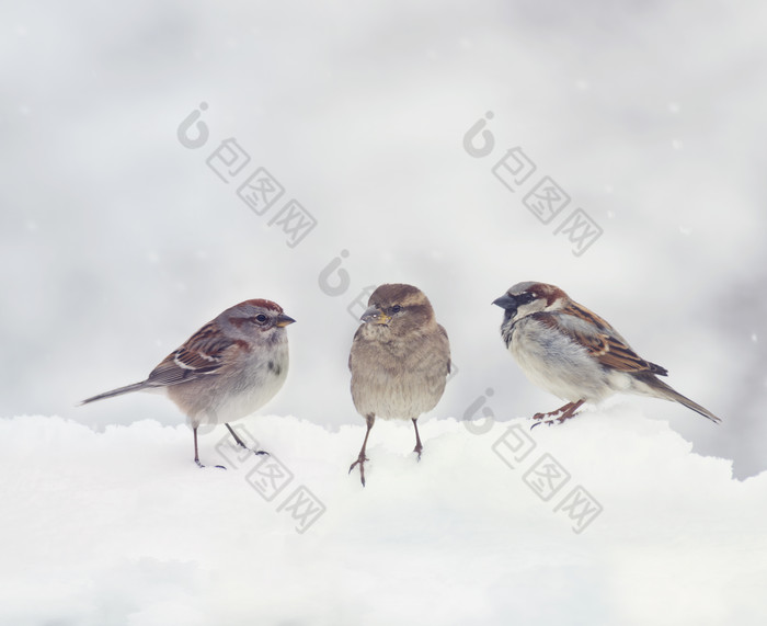 站在雪上的小麻雀
