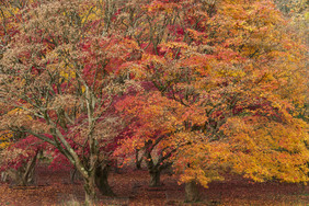 秋季枫叶树林
