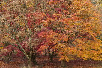 秋季红色枫叶树林