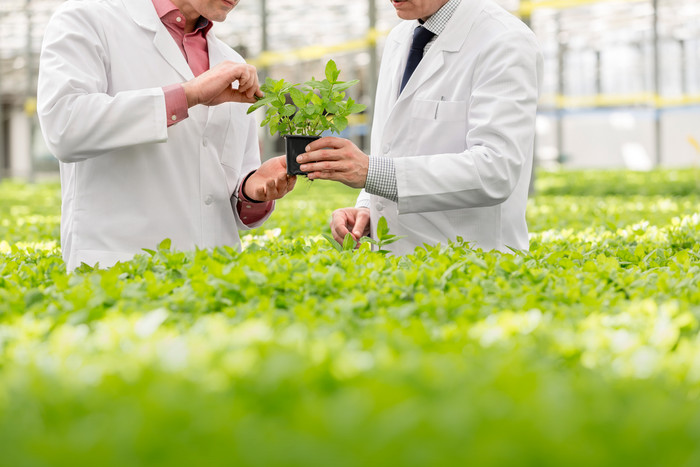 清新风植物研究人员摄影图