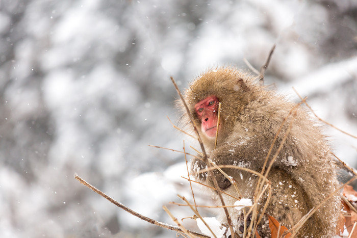 冬天雪地上的猴子摄影图
