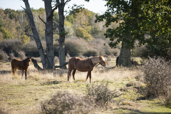 森林里的马群摄影图