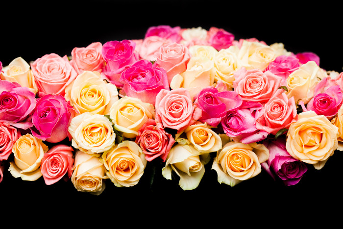 艳丽的玫瑰花花朵