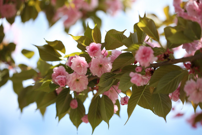 树枝上的粉色小花摄影图