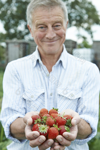 清新风采摘草莓的老人摄影图
