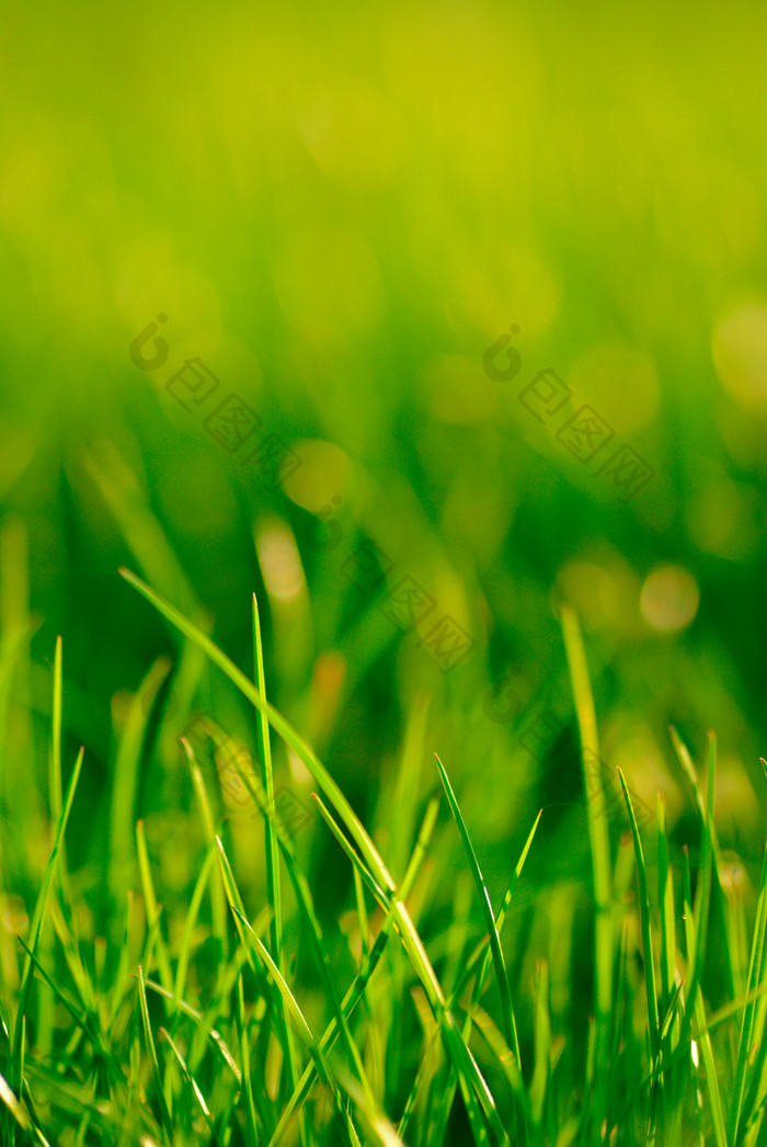 小清新绿草植物摄影图