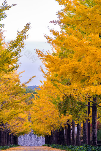 秋天公路树木风景