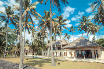 巴厘岛的房屋椰子树