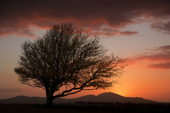 暗色调夕阳中的树摄影图