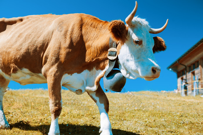 牧场养殖的黄牛摄影图