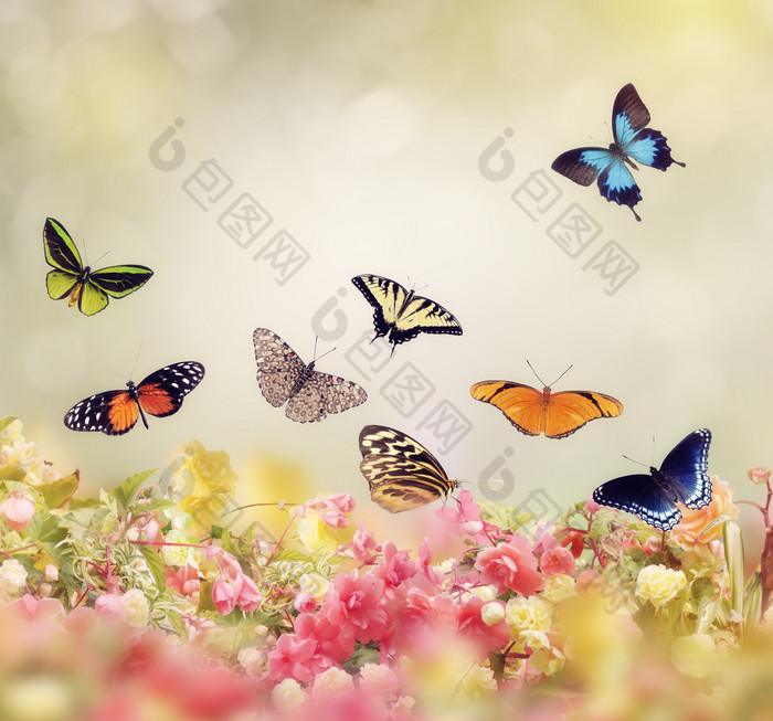 小清新花丛上的蝴蝶摄影图