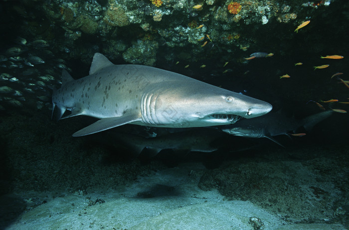 暗色调游动的鲨鱼摄影图